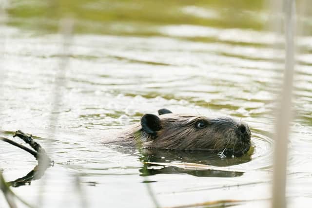 Data from the Scottish government revealed that 87 beavers were shot and killed in Scotland between May and December 2019.