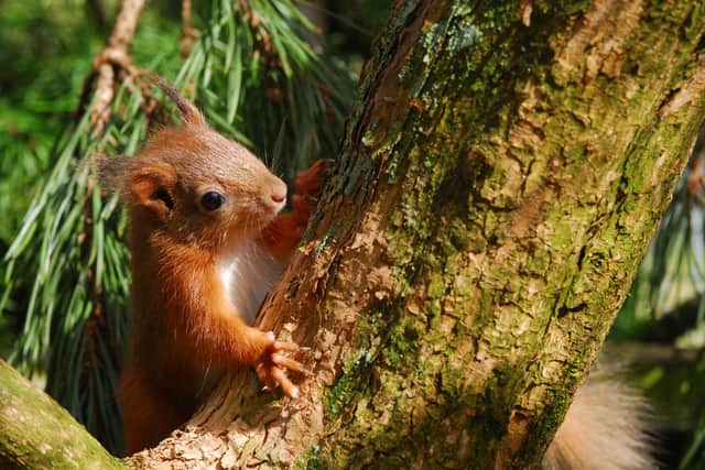 A red squirrel - the subject of the book A Scurry of Squirrels - Nurturing the Wild. Picture: Polly Pullar