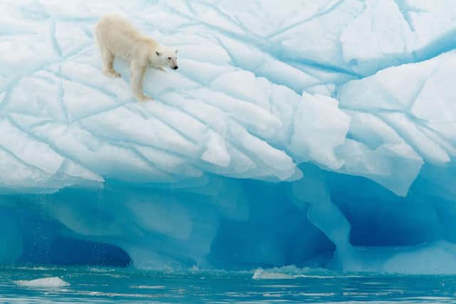 A polar bear in Svalbard. Pic: PA Photo/Alamy.