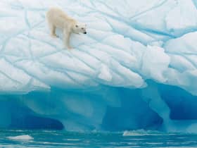 A polar bear in Svalbard. Pic: PA Photo/Alamy.