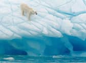 A polar bear in Svalbard. Pic: PA Photo/Alamy.