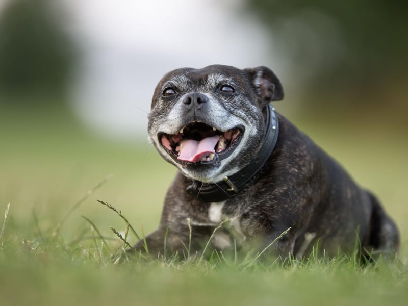 A breed that has become increasingly popular in recent years, the Staffordshire Bull Terrier has an average lifesspan of 11.33 years.