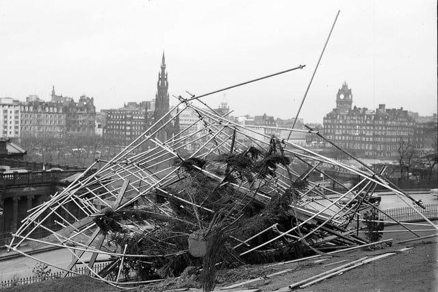 Norway's gift to Edinburgh, the Christmas tree at the Mound, is blown down by gale in December 1962.