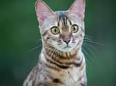 Here is the Bengal cat and 9 other clever breeds of cat that are easy to train. Cr: Getty Images/Canva Pro