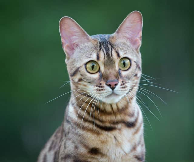 Here is the Bengal cat and 9 other clever breeds of cat that are easy to train. Cr: Getty Images/Canva Pro