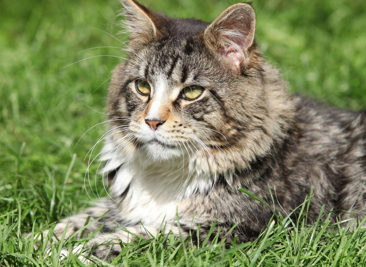 Here are 10 cat breeds that are the easiest train including the