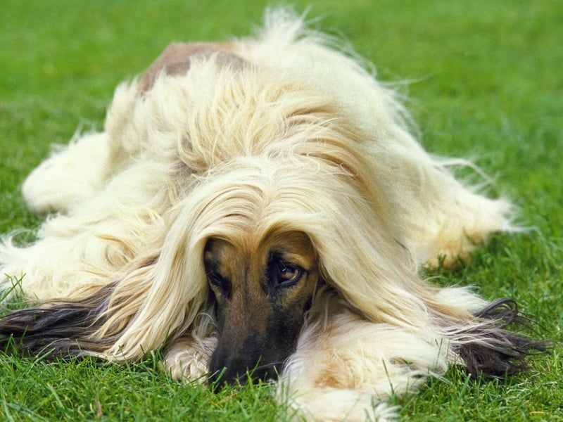 On August 3, 2005, a team of Korean scientists become the first people to successfully clone a dog - an Afghan Hound named Snuppy.