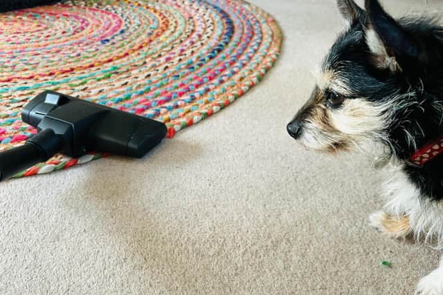 Jay Gurden is offering this advice to help Scots help their dog - Animal News Agency