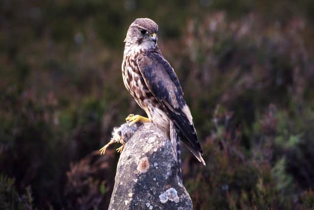 Merlins are among the wildlife species at the new Tarras Valley Nature Reserve, in Dumfries and Galloway, which has been set up after a successful community buyout. Picture: Steve Taylor
