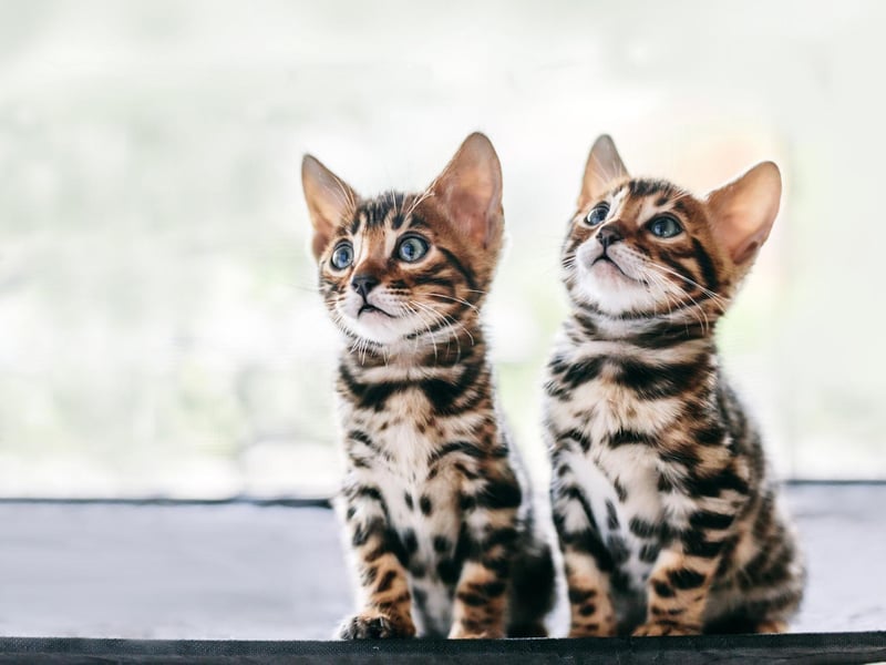 An attractive breed created from hybrids of the spotted Egyptian Mau and the Asian Leopard Cat, the Bengal cat is the UK's third favourite.