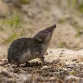 Mum's the Word: A shrew, the smallest mammal in the UK. Pic. Adobe