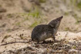 Mum's the Word: A shrew, the smallest mammal in the UK. Pic. Adobe