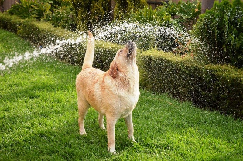 Originally bred to help fishermen recover nets, ropes and fish from the chilly waters of the North Atlantic, the Labrador Retriever still loves to fetch things. As anybody who has ever thrown a ball or stick for a Lab will know, you'll tire of the game long before they do.