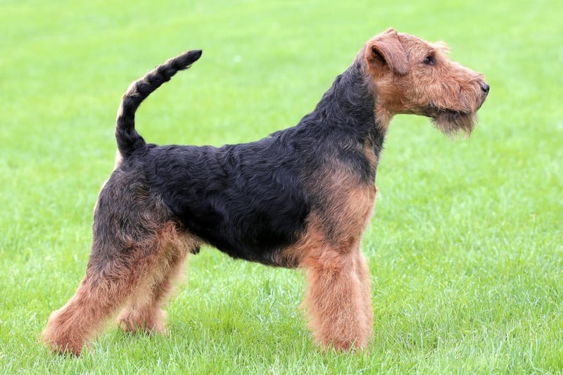 The last of the four-time champs is the Welsh Terrier. Sadly this is a dog you will see fairly rarely - it is now classed as a vulnerable native dog breed by the Kennel Club after a steep drop in popularity.