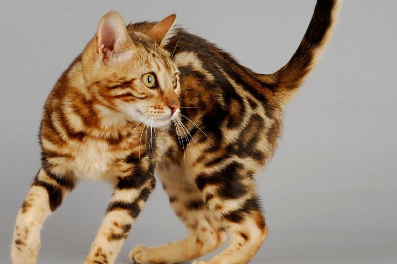 The gorgeous, fun-loving Bengal cat breed are known for their gorgeous markings and ability to climb, though some Bengal cats suffer from hereditary conditions such as knee and hips problems.