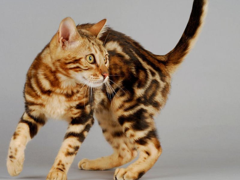 The gorgeous, fun-loving Bengal cat breed are known for their gorgeous markings and ability to climb, though some Bengal cats suffer from hereditary conditions such as knee and hips problems.