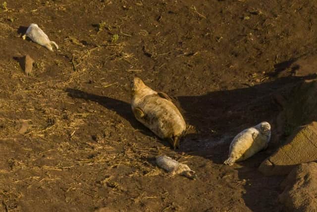 Seals on Craigleith Island.