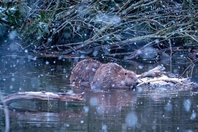 Bamff Estate is no stranger to pioneering nature projects - beavers have been living in the grounds for the past 20 years as part of a private reintroduction scheme