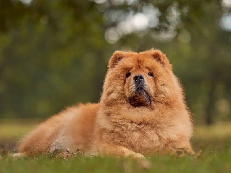 The Chow Chow is a fiercely loyal and protective dog, meaning that there's no danger of their owner getting a bite. Issues can arrive when they think their owner is being threatened, or simply if they take against a stranger, leading to a chance of a bite. It means they should be kept under strict control all the time.