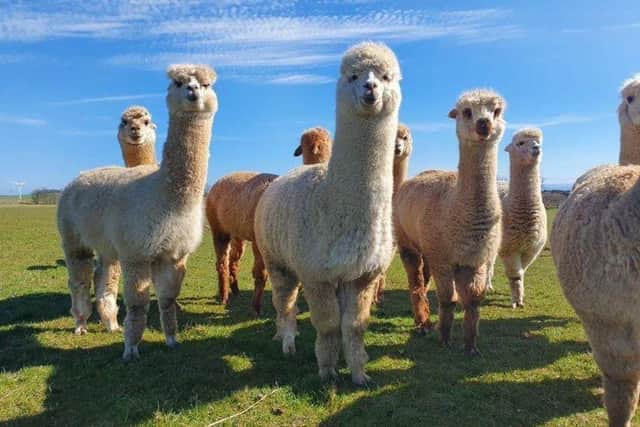 Want to meet an alpaca? Explore a secret tunnel? Get lost in a maze? Find all this and more in Fife this summer