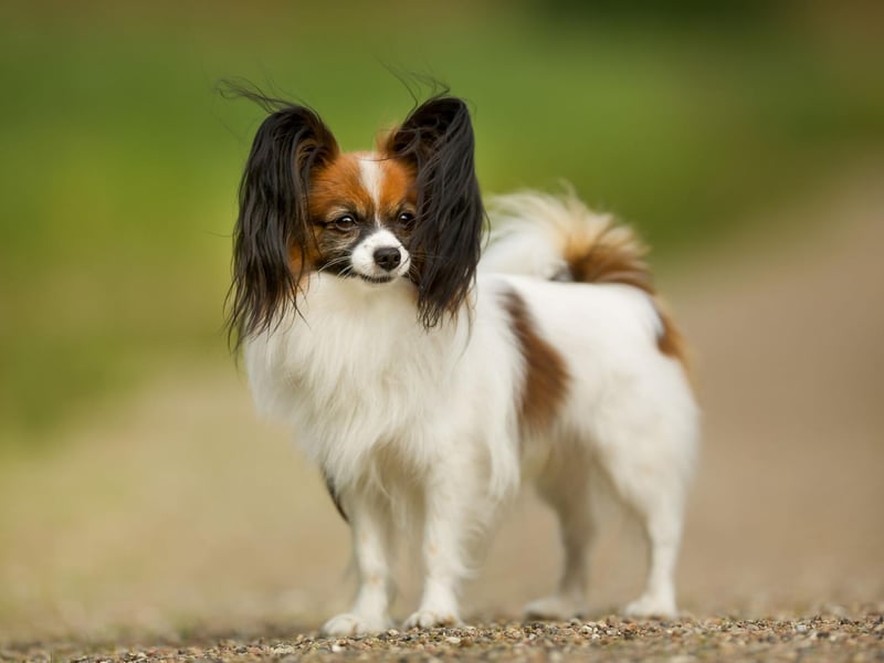 The Papillon's ears are the only large thing about the breed. These dogs grow to be between 3.6-4.5 kg.