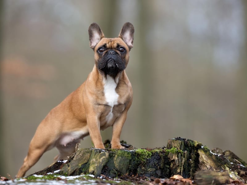 The French Bulldog has seen a huge surge in popularity in recent years, challenging the Labrador as the UK's favourite dog. They also have the shortest lifespan though, with research showing they live for an average of just 4.53 years.