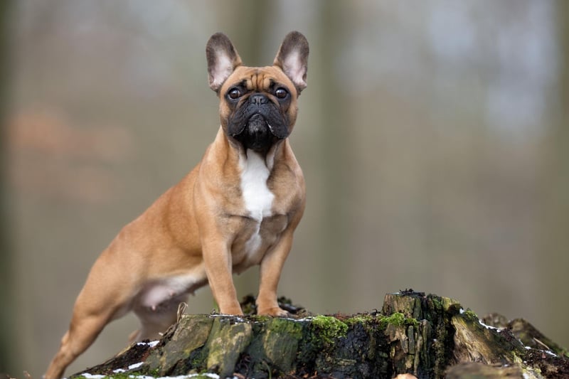 The French Bulldog has seen a huge surge in popularity in recent years, challenging the Labrador as the UK's favourite dog. They also have the shortest lifespan though, with research showing they live for an average of just 4.53 years.