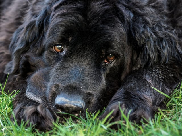 The huge Newfoundland is the very definition of a gentle giant. Their lack of aggression means that they are known as 'nanny dogs' due to their gentle nature and the fact that they get on so well with young children.