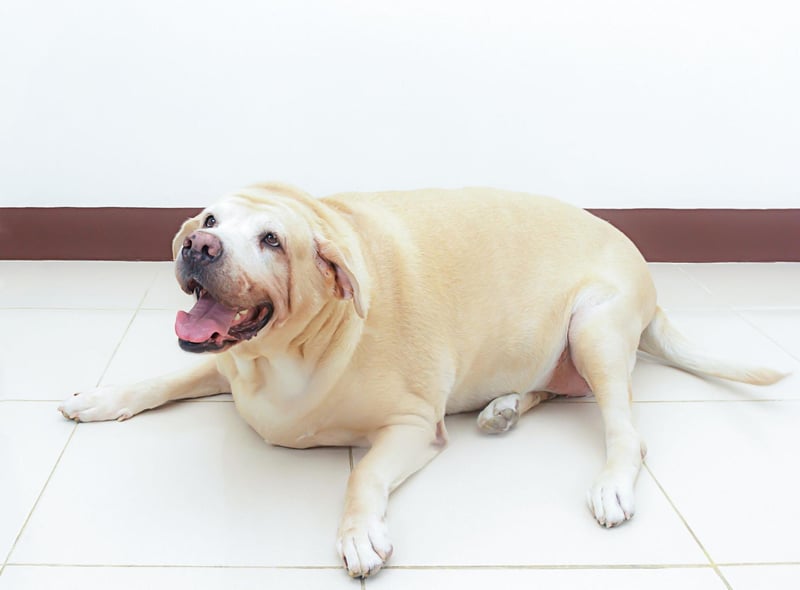 Shameless food thieves, Lanrador Retrievers will literally eat until they are ill. They actually have a gene that prevents their brain from registering they are full - so it's not their fault they are hungry again 30 seconds after their dinner. It means that Lab owners need to constantly monitor their food intake to avoid health problems.