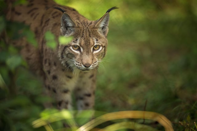In 2002 a dog walker was shocked to see what he thought was a lynx prowling around Eyemouth Golf Course, in Berwickshire. When he shared his story three other people came forward to confirm that they too had seen the big cat. The European Lynx is resident in Scandinavia, including Sweden and Norway, so is not from as distant climes as the felines allegedly involved in other big cat sightings (such as a leopard spotted in nearby St. Boswells). There have been no reports since so the identity of the animal remains a mystery.