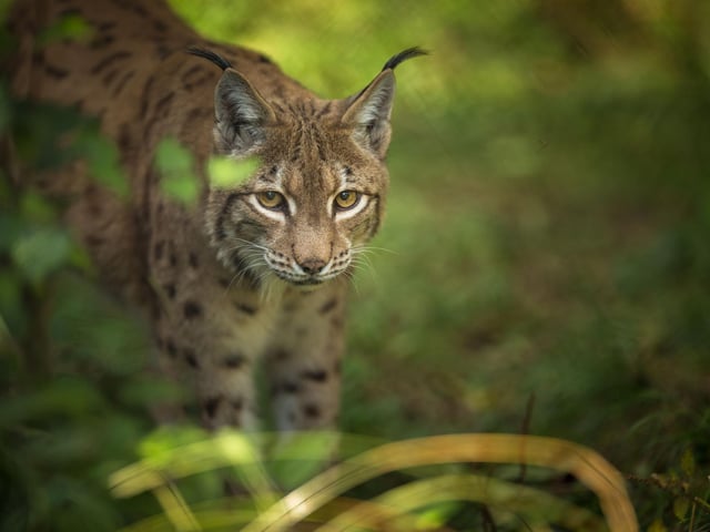 In 2002 a dog walker was shocked to see what he thought was a lynx prowling around Eyemouth Golf Course, in Berwickshire. When he shared his story three other people came forward to confirm that they too had seen the big cat. The European Lynx is resident in Scandinavia, including Sweden and Norway, so is not from as distant climes as the felines allegedly involved in other big cat sightings (such as a leopard spotted in nearby St. Boswells). There have been no reports since so the identity of the animal remains a mystery.