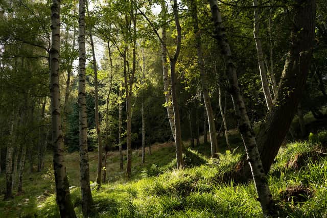 Plans for the first Forest of Hope, created to mark COP26 being held in Scotland, will include woodland restoration and planting of at least 250,000 native trees