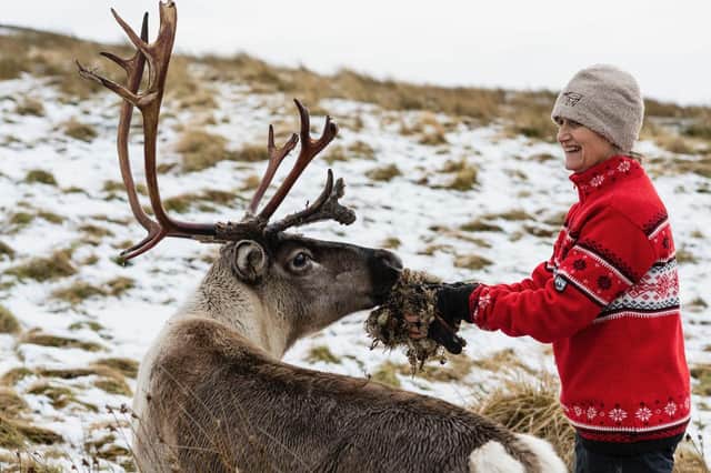 Tilly Smith, director of Cairngorm Reindeer Herd, with one of the many animals in the visitor attraction's care. Picture: John Paul Photography
