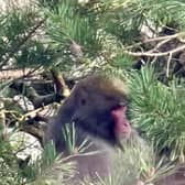 A Japanese macaque who went on the run in the Highlands is being moved to Edinburgh Zoo (Picture: Carl Nagle)