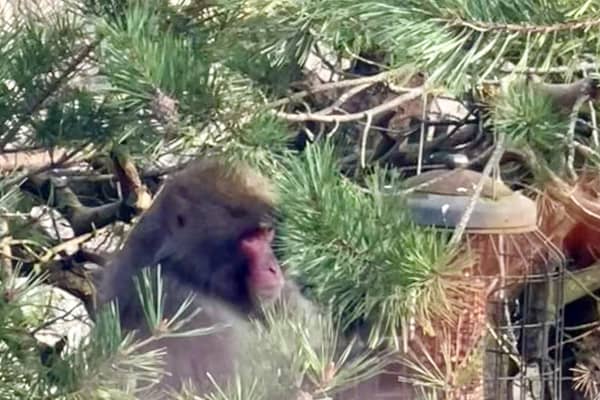 A Japanese macaque who went on the run in the Highlands is being moved to Edinburgh Zoo (Picture: Carl Nagle)