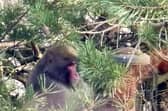 A Japanese macaque who went on the run in the Highlands is being moved to Edinburgh Zoo (Picture: Carl Nagle)