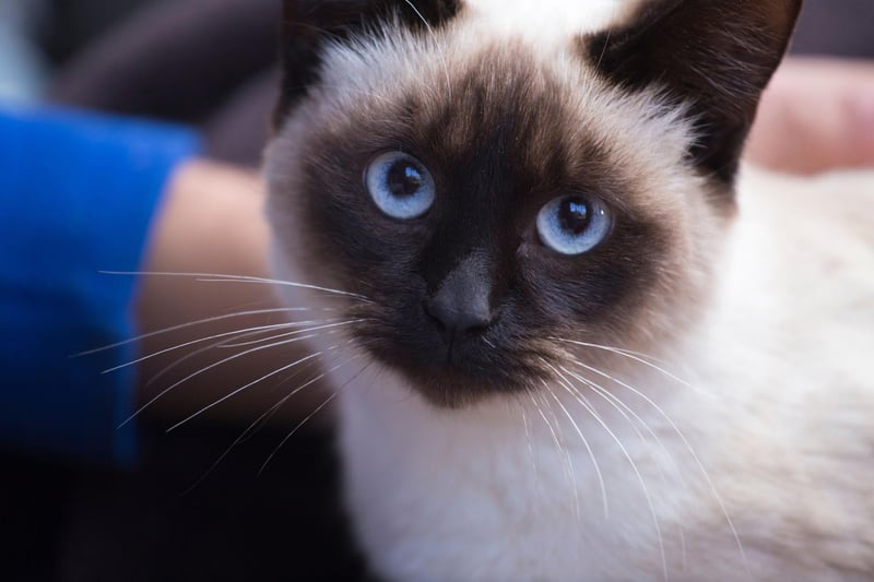 The oldest cat to have ever lived was a Siamese cat at an astonishing 30 years old! However, generally a healthy breed, they often live up to 13 years old.