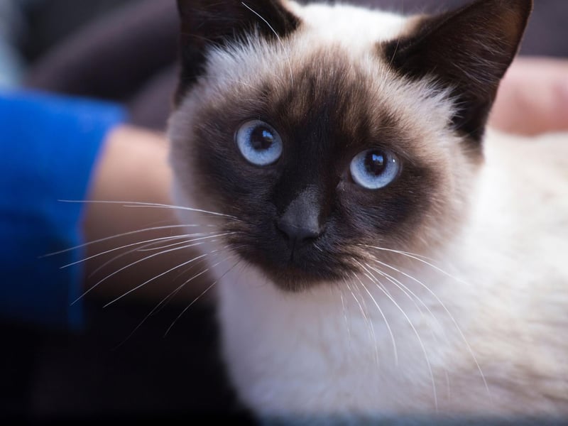 The oldest cat to have ever lived was a Siamese cat at an astonishing 30 years old! However, generally a healthy breed, they often live up to 13 years old.