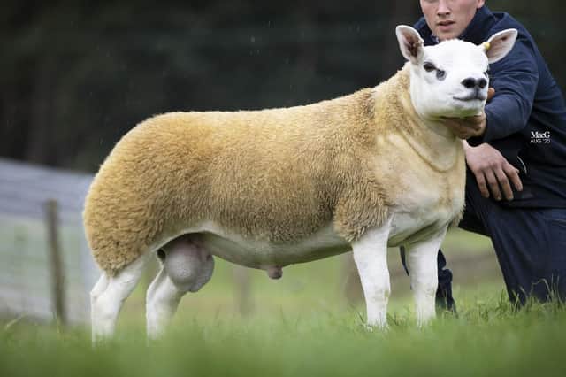 Pedigree Texel ram lamb Double Diamond, said to be the most expensive in the world, which has sold for £367,500