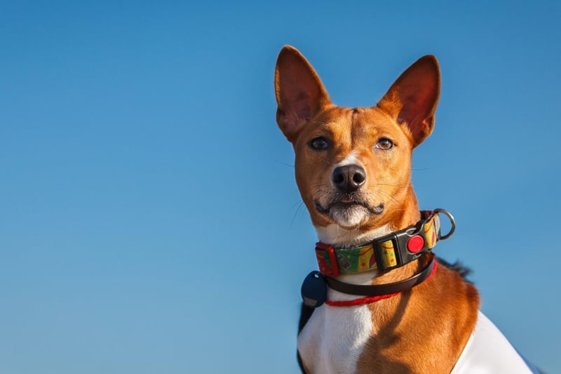 Famously the only breed of dog that doesn't bark (it makes an odd yodelling noise instead), the American Kennel Club advises that crate training is an obsolute must when it comes to this unusual breed. Characterised as "having a stubborn streak a mile wide" they use their notable intelligence to get what they want - even if it isn't what their owner wants.