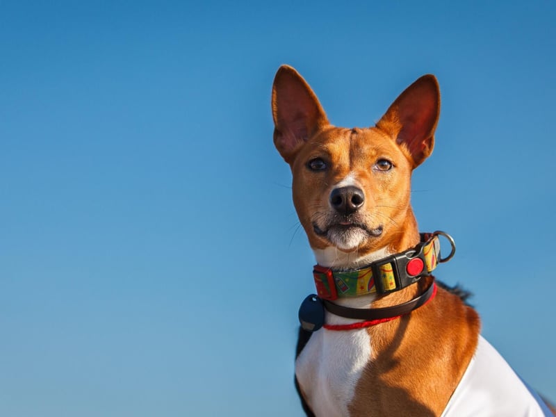 Famously the only breed of dog that doesn't bark (it makes an odd yodelling noise instead), the American Kennel Club advises that crate training is an obsolute must when it comes to this unusual breed. Characterised as "having a stubborn streak a mile wide" they use their notable intelligence to get what they want - even if it isn't what their owner wants.