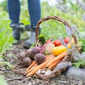 Glasgow City Council is set to hike up the cost of renting an allotment by 392 per cent, due to “challenging circumstances” and the need to make “substantial savings”.