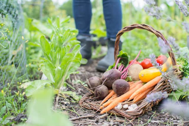 Glasgow City Council is set to hike up the cost of renting an allotment by 392 per cent, due to “challenging circumstances” and the need to make “substantial savings”.