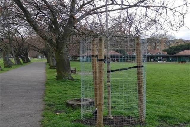 The new Japanese blossom planted in the Meadows and dedicated to the Bay City Rollers
Pic by: Paul Malouf