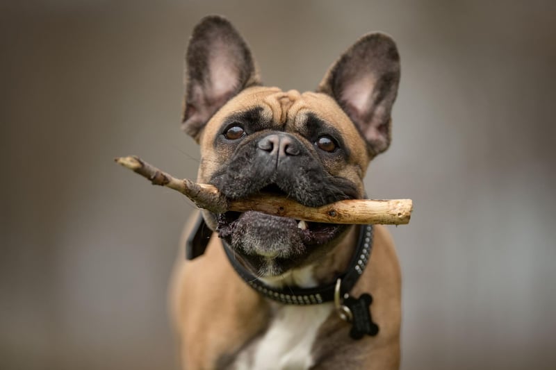 The French Bulldog has enjoyed a huge surge in popularity in recent years - becoming the second most common choice of pup in the UK. They are also a hit on TikTok, with 5.4 billion views.