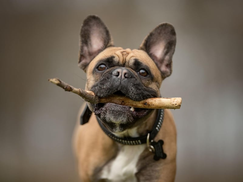 The French Bulldog has enjoyed a huge surge in popularity in recent years - becoming the second most common choice of pup in the UK. They are also a hit on TikTok, with 5.4 billion views.