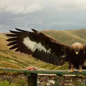 A golden eagle called Merrick is thought to have been shot while sleeping just before Christmas last year (Picture: South of Scotland Golden Eagle Project)
