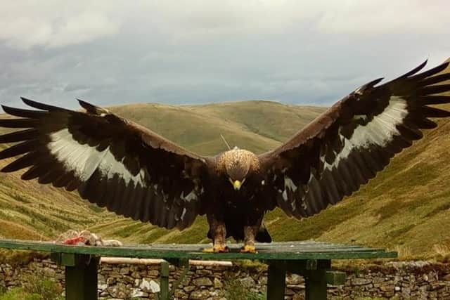 Merrick disappeared last year. Photo: South of Scotland Golden Eagle Project