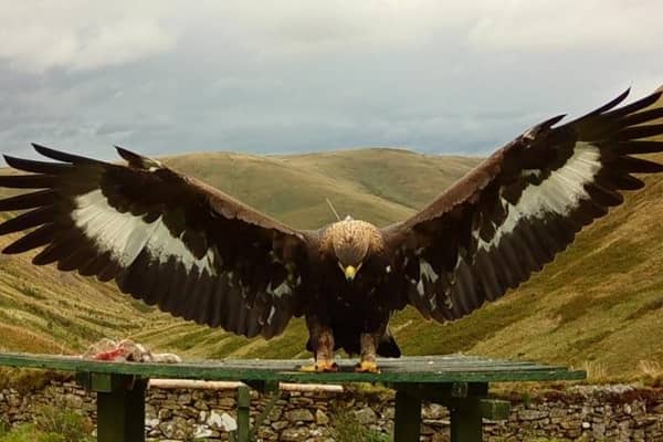 A golden eagle called Merrick is thought to have been shot while sleeping just before Christmas last year (Picture: South of Scotland Golden Eagle Project)