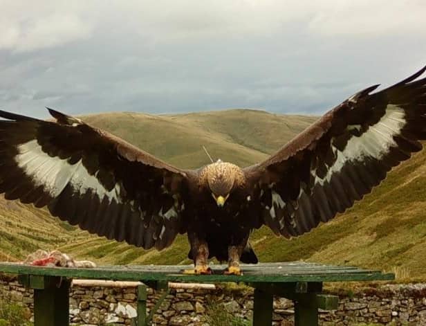 Merrick disappeared last year. Photo: South of Scotland Golden Eagle Project